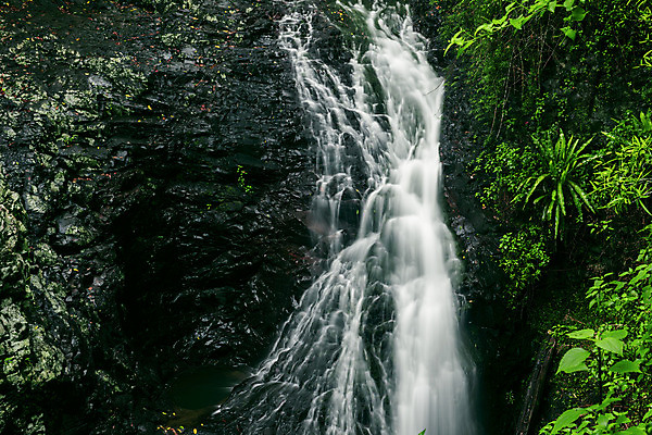 포토 JPG 해외이미지 공원 여행 잎 자연 풍경 사람없음 야외 초록색 물 강 환경 침묵 폭포 젖음 바위 신선 개울 재산 호주 떨어짐 숲 열대우림 내추럴 생태학 전국 해외202004 해외포토 자연요소 식물 공공시설 교육 컬러 컨셉 금융 소리 돌_바위 오세아니아 생태계 파일형식