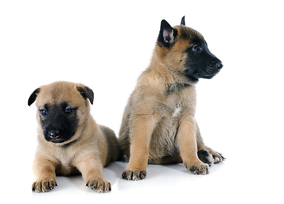 포토 JPG 해외이미지 동물 2 사람없음 그룹 양치기 개 강아지 흰배경 송곳니 유래 해외202004 해외포토 직업 백그라운드 포유류 반려동물 흰색 치아 파일형식