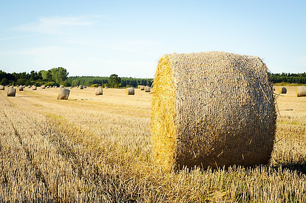 포토 JPG 해외이미지 나무 밭 농업 자연 건조 풍경 초원 사람없음 야외 농작물 농장 농경지 수확 추수 가을 볏짚 밀 보리 밀짚 밭일 호밀 해외202004 해외포토 식물 계절 산업 곡류 짚 생태계 파일형식