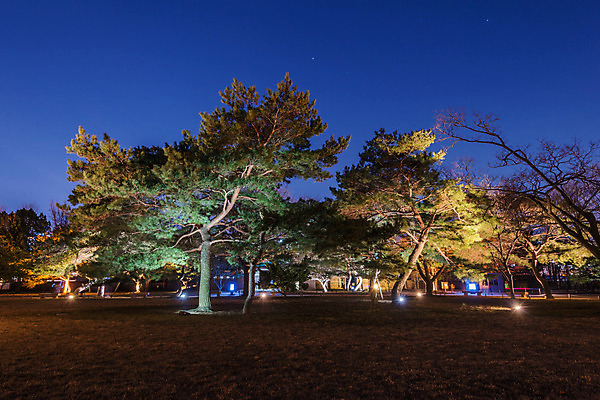 포토 JPG 해외이미지 나무 공원 별 백그라운드 자연 벽지 하늘 풍경 사람없음 야외 파란색 우주 검은색 어둠 별자리 소나무 야간 숲 성운 방법 해외202004 해외포토 자연요소 식물 공공시설 컬러 생태계 파일형식