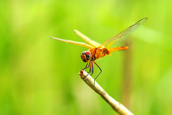 포토 JPG 해외이미지 동물 커플 여자 남자 얼굴 야생동물 분홍색 곤충 잎 2 신체 날개 자연 사랑 사람없음 야외 초록색 물 여름 파란색 우주 환경 봄 터치 나뭇가지 용 하트 쌍 벌레 잠자리 작음 짝짓기 곡예사 특별함 해외202004 해외포토 자연요소 모양 나무 식물 직업 계절 감정 컬러 컨셉 관계 사람 신체부위 크기 생태계 파일형식