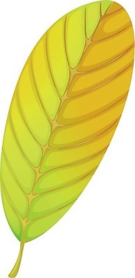EPS 해외이미지 클립아트 식물 템플릿 1 디자인 줄기 백그라운드 잎 일러스트 자연 선물 미술 그래픽 장식 초록색 흰색 칼날 그림 예술가 자원 정맥 내추럴 고립 혼자 해외202004 해외일러스트 컬러 문화예술 생태계 혈관 파일형식 벡터