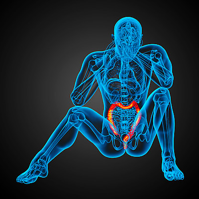 포토 JPG 해외이미지 해부 건강 사람 사람없음 고통 오르간 신장 간 방광 췌장 지라 해외202004 해외포토 감정 의학 장기_의학 건반악기 비뇨기관 파일형식