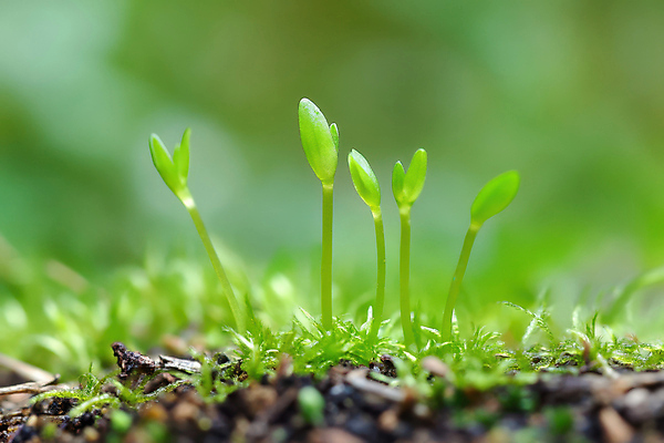 JPG 편집이미지 자연 근접촬영 사람없음 초록색 새싹 흙 땅 편집실사 AI포토 AI콘텐츠 식물 뷰포인트 컬러 CG 생태계 파일형식