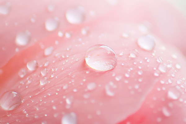 JPG 편집이미지 꽃잎 분홍색 봄꽃 자연 근접촬영 사람없음 물방울 이슬 편집실사 AI포토 AI콘텐츠 꽃 뷰포인트 컬러 봄 CG 생태계 파일형식