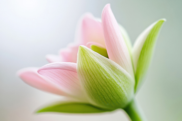 JPG 편집이미지 분홍색 잎 봄꽃 자연 근접촬영 사람없음 편집실사 AI포토 AI콘텐츠 식물 꽃 뷰포인트 컬러 봄 CG 생태계 파일형식