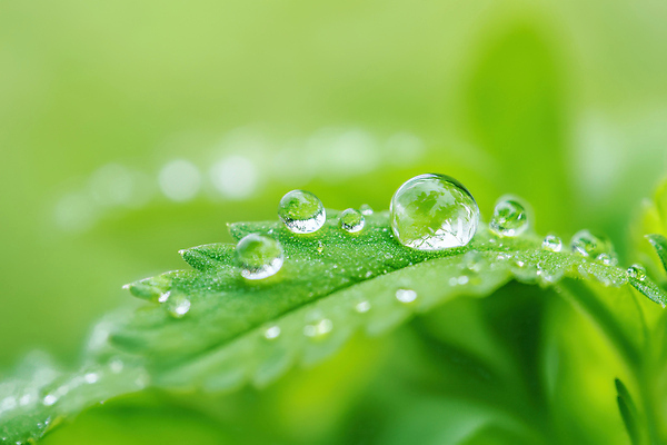 JPG 편집이미지 잎 자연 근접촬영 사람없음 초록색 물방울 이슬 편집실사 AI포토 AI콘텐츠 식물 뷰포인트 컬러 CG 생태계 파일형식