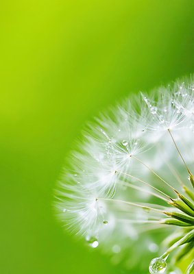 JPG 편집이미지 자연 근접촬영 사람없음 초록색 물방울 이슬 민들레홀씨 편집실사 AI포토 AI콘텐츠 뷰포인트 컬러 민들레 CG 생태계 파일형식