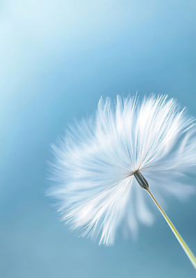 JPG 편집이미지 하늘색 자연 근접촬영 사람없음 민들레홀씨 편집실사 AI포토 AI콘텐츠 뷰포인트 파란색 민들레 CG 생태계 파일형식