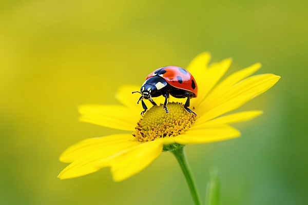 JPG 편집이미지 봄꽃 자연 근접촬영 사람없음 무당벌레 편집실사 AI포토 AI콘텐츠 꽃 뷰포인트 곤충 봄 CG 생태계 파일형식