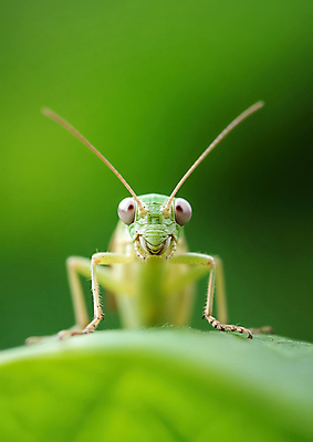 JPG 편집이미지 자연 근접촬영 사람없음 초록색 봄 풀잎 메뚜기 편집실사 AI포토 AI콘텐츠 계절 뷰포인트 컬러 곤충 잎 풀_식물 CG 생태계 파일형식