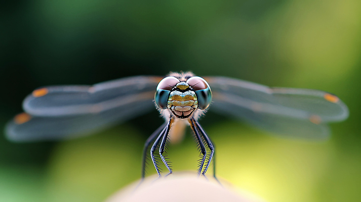 JPG 식물 편집이미지 자연 근접촬영 사람없음 봄 잠자리 편집실사 AI포토 AI콘텐츠 계절 뷰포인트 곤충 CG 생태계 파일형식