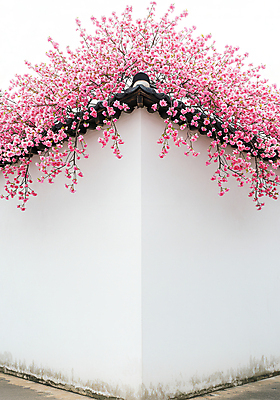 JPG 일러스트 봄꽃 한옥 꽃나무 사람없음 봄풍경 기와담장 국내일러스트 AI일러스트 AI콘텐츠 나무 한국전통 꽃 고건축 기와 풍경 담장 봄 파일형식