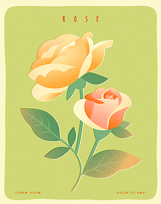 포스터 잎 일러스트 사람없음 연두색 장미 두송이 국내일러스트 AI파일 식물 꽃 2 초록색 파일형식 벡터
