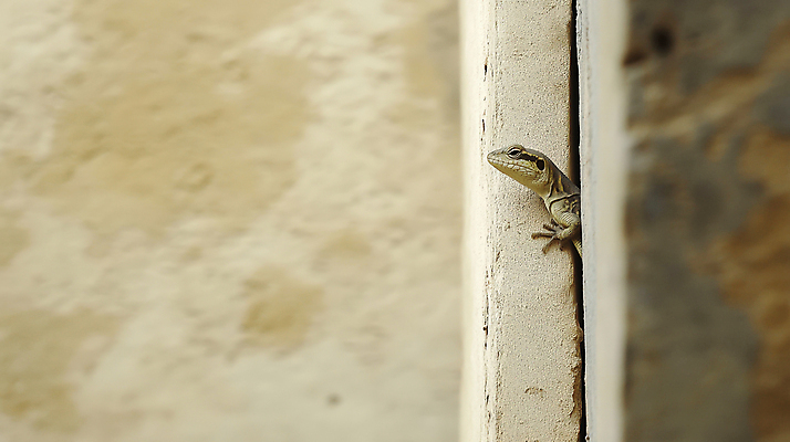 JPG 동물 편집이미지 벽 사람없음 틈 도마뱀 베이지색 편집실사 AI포토 AI콘텐츠 컬러 파충류 CG 파일형식