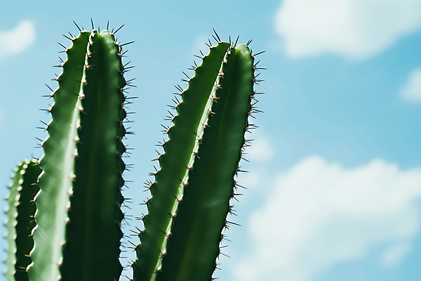 JPG 구름 편집이미지 자연 하늘 선인장 사람없음 다육식물 편집실사 AI포토 AI콘텐츠 자연요소 식물 CG 생태계 파일형식