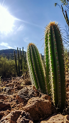 JPG 편집이미지 자연 하늘 산 선인장 사람없음 햇빛 흙 다육식물 편집실사 AI포토 AI콘텐츠 식물 태양 CG 생태계 파일형식