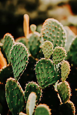 JPG 편집이미지 자연 선인장 사람없음 햇빛 다육식물 편집실사 AI포토 AI콘텐츠 식물 태양 CG 생태계 파일형식