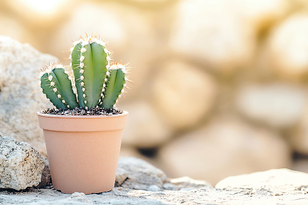 JPG 편집이미지 화분 자연 선인장 사람없음 햇빛 돌_바위 다육식물 편집실사 AI포토 AI콘텐츠 식물 태양 CG 생태계 파일형식