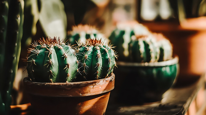 JPG 편집이미지 화분 자연 선인장 사람없음 햇빛 다육식물 편집실사 AI포토 AI콘텐츠 식물 태양 CG 생태계 파일형식