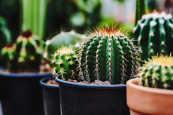 JPG 편집이미지 화분 자연 선인장 사람없음 다육식물 편집실사 AI포토 AI콘텐츠 식물 CG 생태계 파일형식