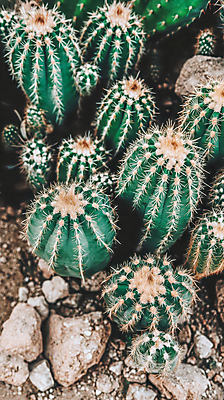 JPG 편집이미지 자연 선인장 사람없음 흙 돌_바위 다육식물 편집실사 AI포토 AI콘텐츠 식물 CG 생태계 파일형식