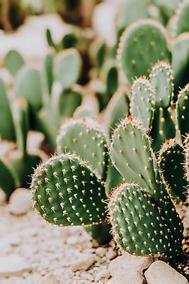 JPG 편집이미지 자연 선인장 사람없음 흙 돌_바위 다육식물 편집실사 AI포토 AI콘텐츠 식물 CG 생태계 파일형식