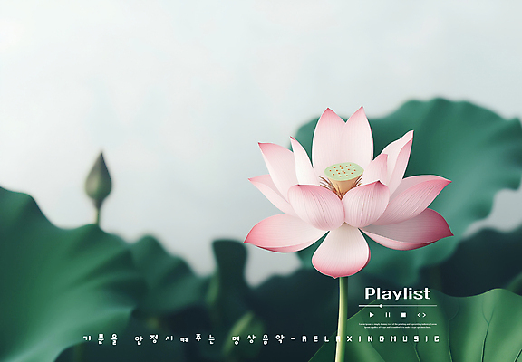 PSD 편집이미지 연꽃 사람없음 평화 연잎 플레이리스트 이미지편집 꽃 음악 컨셉 잎 파일형식