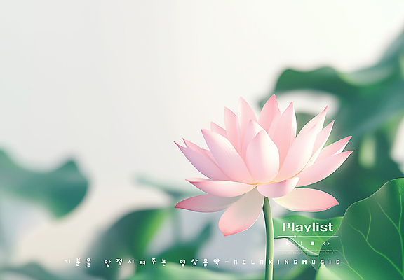 PSD 편집이미지 연꽃 사람없음 평화 연잎 플레이리스트 이미지편집 꽃 음악 컨셉 잎 파일형식