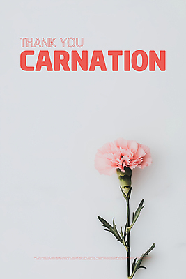 PSD 편집이미지 꽃잎 포스터 사람없음 흰색 카네이션 감사 비비드 색감 미니멀리스트 이미지편집 꽃 감정 컬러 파일형식