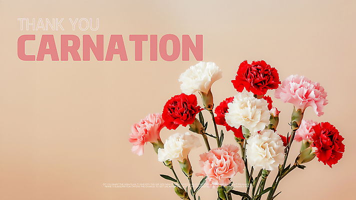 PSD 편집이미지 꽃잎 포스터 사람없음 카네이션 감사 베이지색 비비드 색감 미니멀리스트 이미지편집 꽃 감정 컬러 파일형식