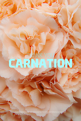 PSD 편집이미지 꽃잎 포스터 사람없음 카네이션 감사 비비드 살구색 색감 미니멀리스트 이미지편집 꽃 감정 컬러 파일형식