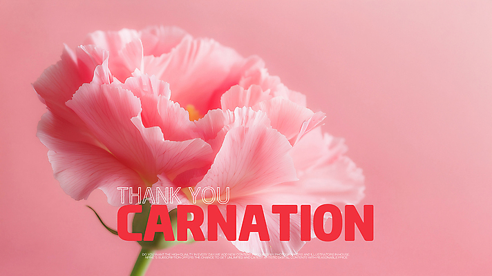 PSD 편집이미지 꽃잎 포스터 분홍색 사람없음 카네이션 감사 비비드 색감 미니멀리스트 이미지편집 꽃 감정 컬러 파일형식