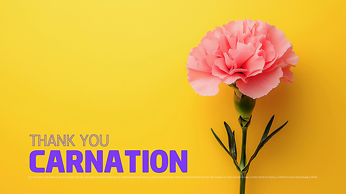 PSD 편집이미지 꽃잎 포스터 사람없음 노란색 카네이션 감사 비비드 색감 미니멀리스트 이미지편집 꽃 감정 컬러 파일형식