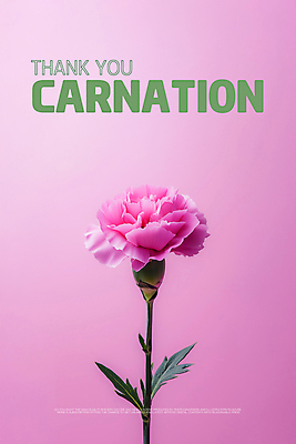 PSD 편집이미지 꽃잎 포스터 사람없음 자주색 카네이션 감사 비비드 색감 미니멀리스트 이미지편집 꽃 감정 컬러 파일형식