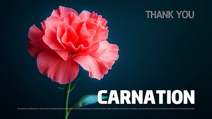 PSD 편집이미지 꽃잎 포스터 사람없음 검은색 카네이션 감사 비비드 색감 미니멀리스트 이미지편집 꽃 감정 컬러 파일형식