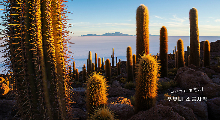 PSD 구름 편집이미지 해외풍경 여행 자연 하늘 산 선인장 사람없음 환경 사막 볼리비아 이미지편집 우유니사막 자연요소 식물 해외 아메리카 풍경 생태계 소금사막 파일형식