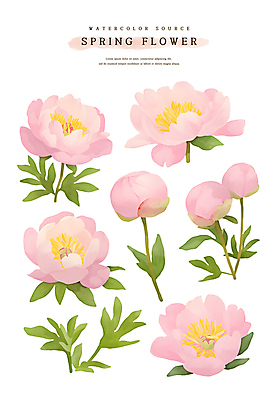 PSD 계절 꽃 분홍색 스티커 잎 일러스트 봄꽃 자연 수채화 사람없음 세트 봄 소스 꽃봉오리 모란 엘리먼트 작약 국내일러스트 식물 컬러 양념 생태계 파일형식