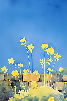 JPG 일러스트 하늘 수채화 돌담 사람없음 파란색 들꽃 풀잎 국내일러스트 AI일러스트 AI콘텐츠 꽃 컬러 잎 담장 돌_바위 풀_식물 파일형식