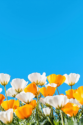 JPG 편집이미지 하늘색 잎 꽃밭 봄꽃 자연 하늘 풍경 사람없음 봄풍경 편집실사 AI포토 AI콘텐츠 식물 꽃 파란색 봄 CG 생태계 파일형식