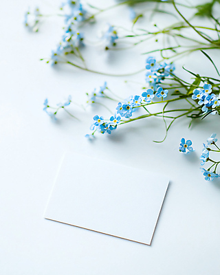 JPG 편집이미지 봄꽃 프레임 그림자 사람없음 빛 햇빛 목업 카피스페이스 편집실사 AI포토 AI콘텐츠 카드프레임 꽃 태양 봄 공백 CG 파일형식