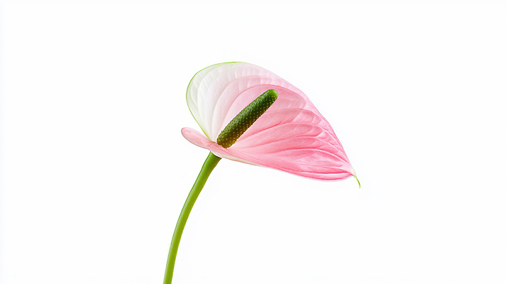 JPG 식물 편집이미지 분홍색 사람없음 초록색 봄 안스리움 편집실사 AI포토 AI콘텐츠 계절 꽃 컬러 CG 파일형식