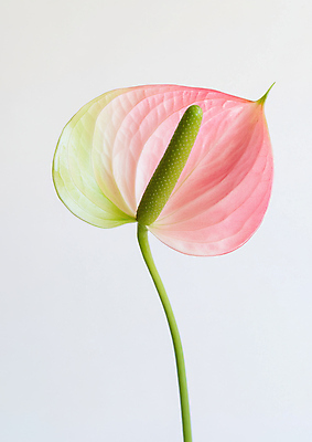 JPG 식물 편집이미지 분홍색 사람없음 초록색 봄 안스리움 편집실사 AI포토 AI콘텐츠 계절 꽃 컬러 CG 파일형식