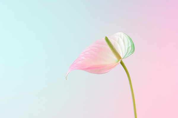 JPG 식물 편집이미지 분홍색 사람없음 봄 그라데이션 민트색 안스리움 편집실사 AI컴퓨터그래픽 AI콘텐츠 계절 꽃 컬러 CG 파일형식