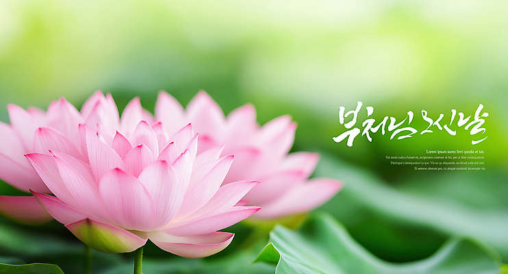 PSD 편집이미지 분홍색 불교 자연 연꽃 사람없음 초록색 평화 봄 부처님오신날 연못 연잎 이미지편집 계절 기념일 꽃 종교 컬러 컨셉 잎 생태계 파일형식