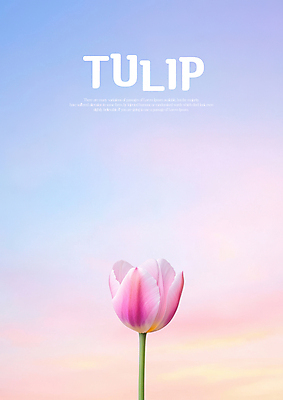 PSD 편집이미지 분홍색 한송이 하늘 사람없음 튤립 그라데이션 이미지편집 1 꽃 컬러 송이 파일형식