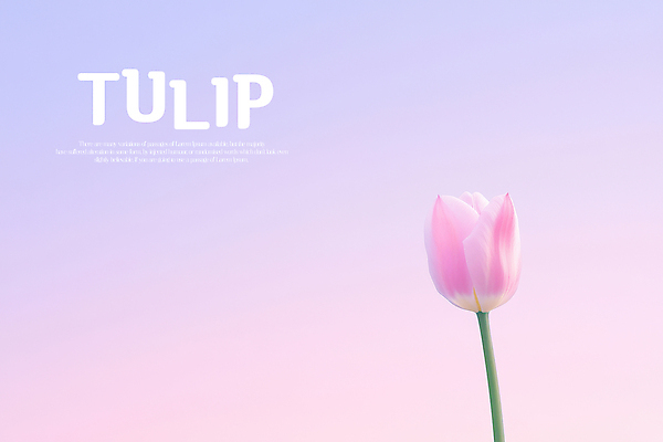 PSD 편집이미지 분홍색 한송이 하늘 사람없음 튤립 그라데이션 이미지편집 1 꽃 컬러 송이 파일형식