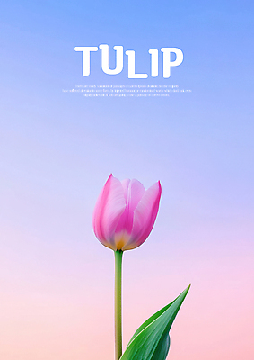PSD 편집이미지 분홍색 잎 한송이 하늘 사람없음 튤립 그라데이션 이미지편집 식물 1 꽃 컬러 송이 파일형식