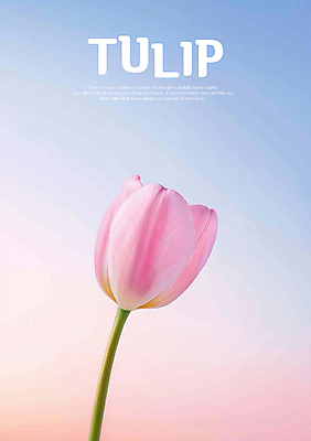 PSD 편집이미지 분홍색 한송이 하늘 사람없음 튤립 그라데이션 이미지편집 1 꽃 컬러 송이 파일형식