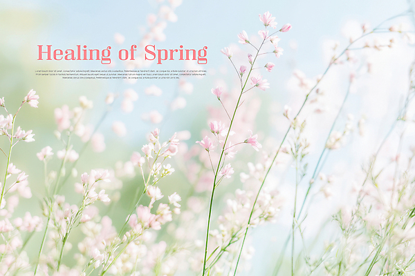 PSD 편집이미지 봄꽃 사람없음 풀잎 힐링 파스텔톤 이미지편집 꽃 컬러 잎 봄 풀_식물 파일형식